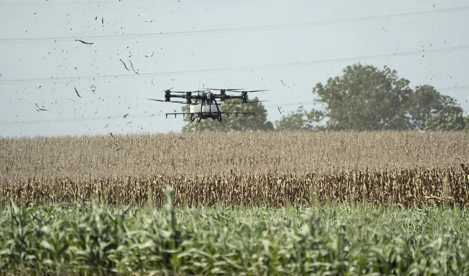 Hylio ATLAS spray drone applying product low over a corn field